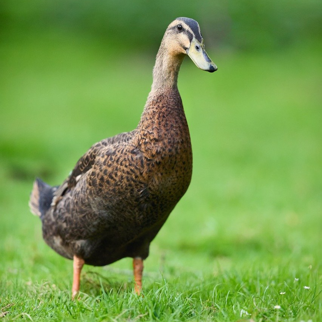 Les Pâtés & Rillettes
