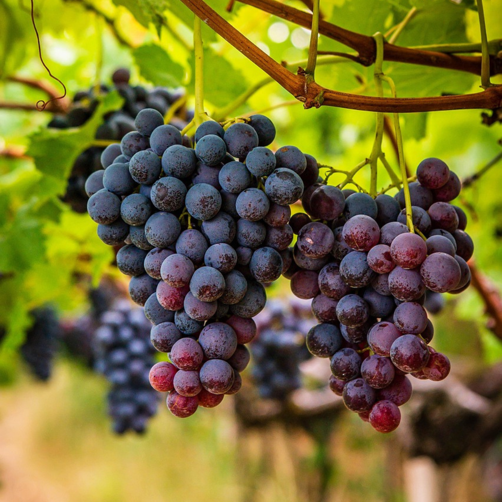 TERREBRUNE ROUGE - AOP Bandol 2020